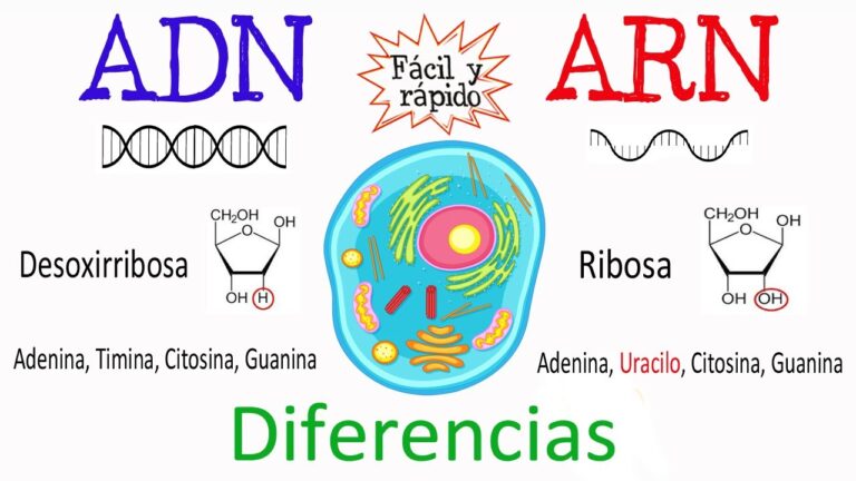 adn y arn cuadro comparativo diferencias y semejanzas