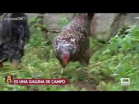 animales en peligro de extincion en castilla la mancha