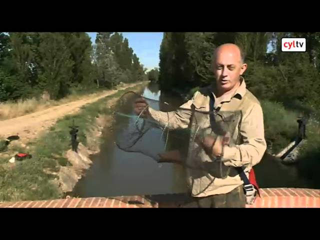 apertura dela veda del cangrejo en castilla y leon