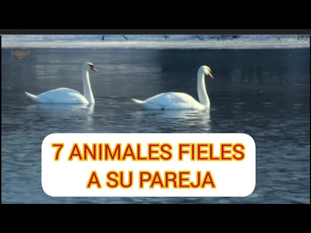 ave marina que escoge pareja para toda la vida