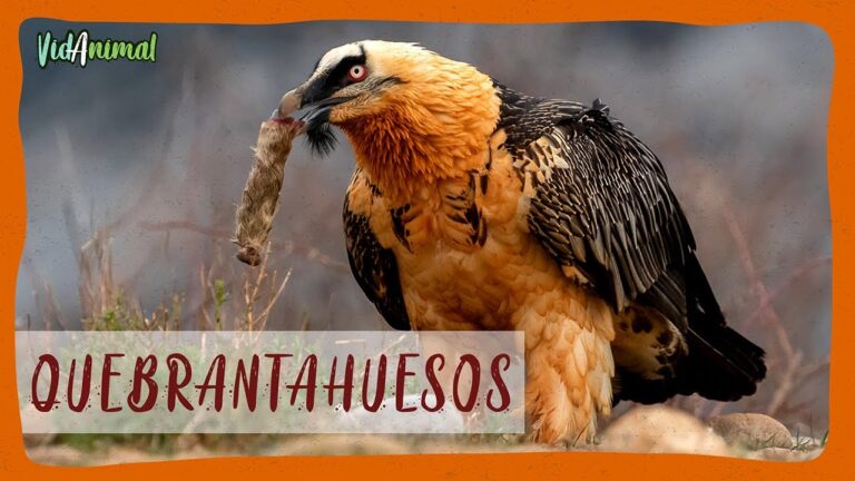 ave rapaz que se alimenta de animales muertos