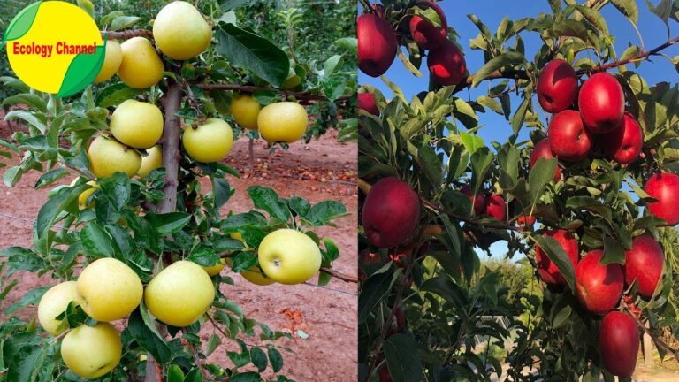 como se llama el arbol que da manzanas