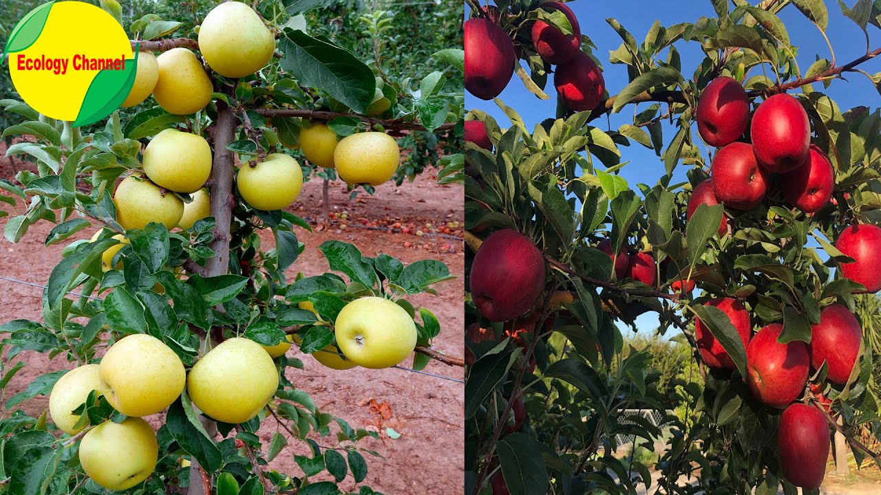 como se llama el arbol que da manzanas