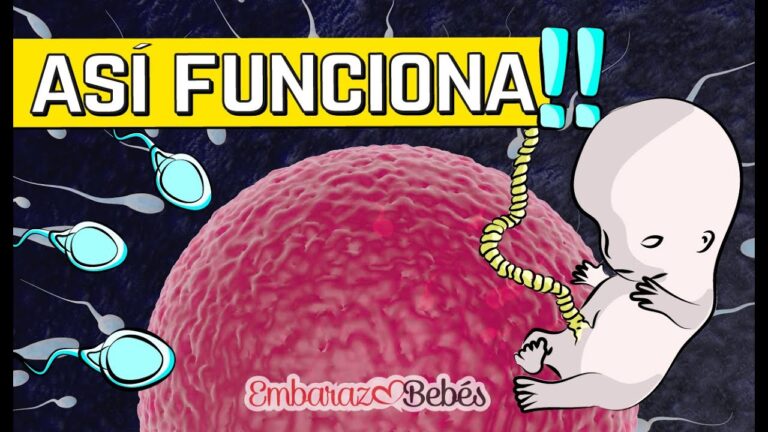 como y donde se realiza la fecundacion humana