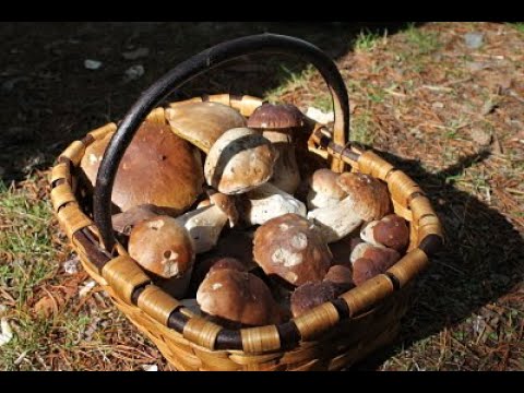 cotos de setas en la provincia de burgos