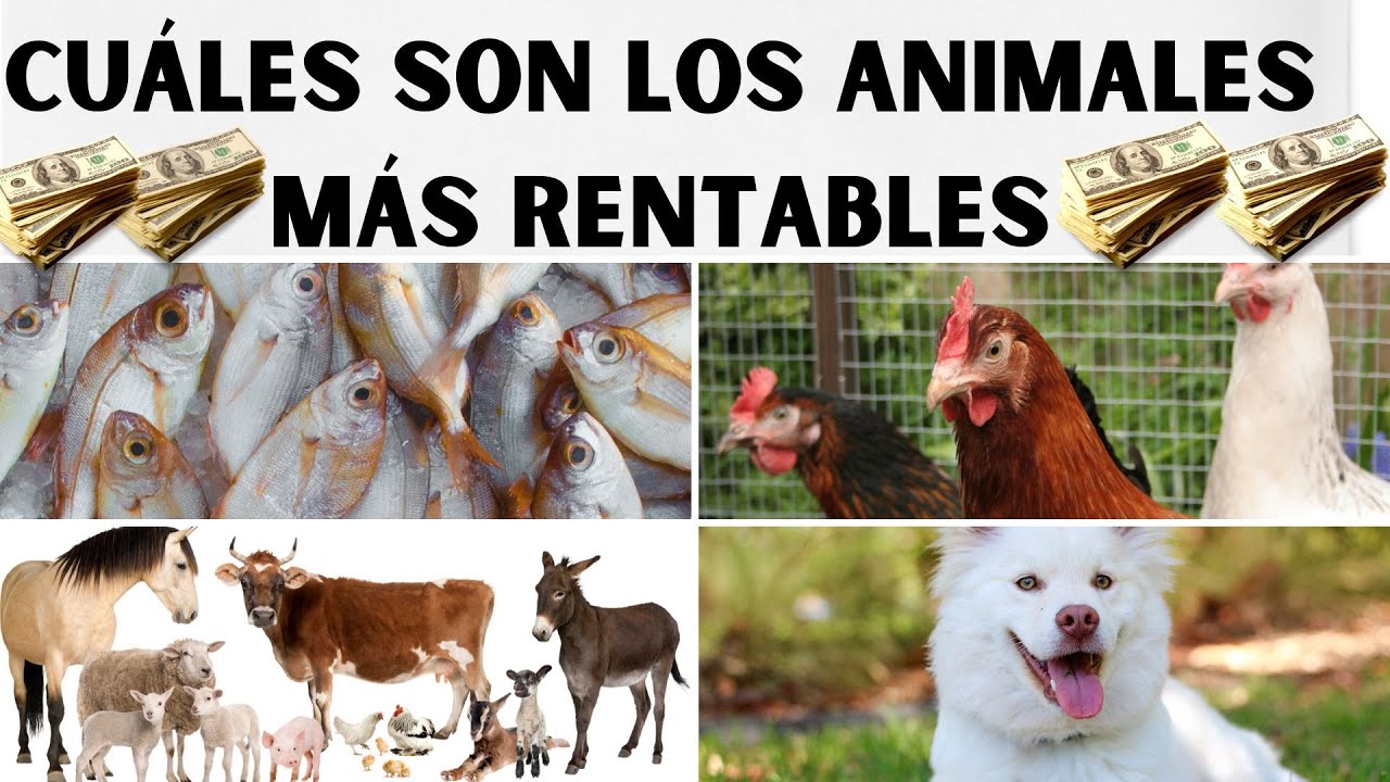 cria de animales para su explotacion y comercio