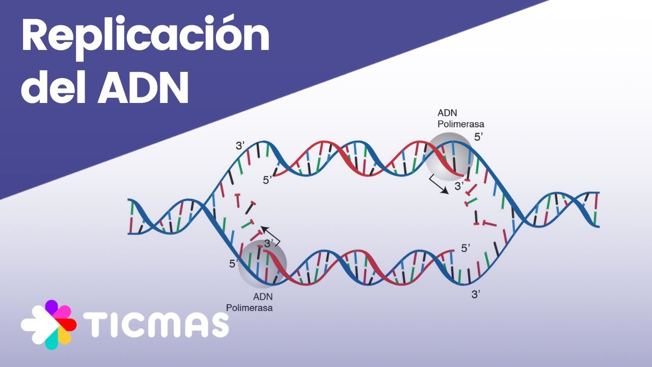 cual es la importancia de la replicacion del adn