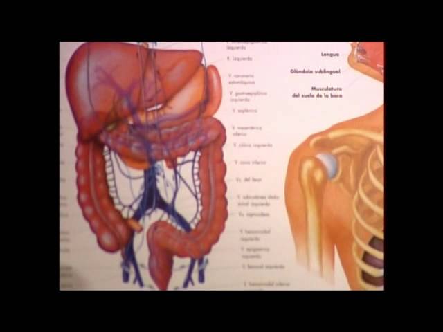 donde esta ubicada la vesicula biliar en el cuerpo humano