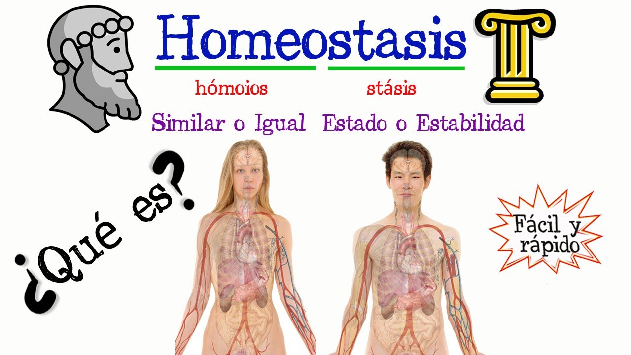 el ajuste interno del organismo se produce por