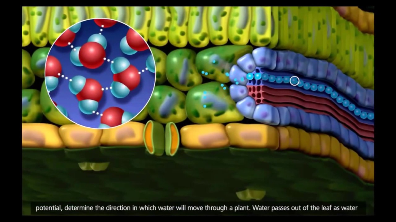 estructura que transporta agua de un lugar a otro