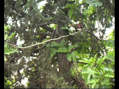 federación de colombicultura de la región de murcia