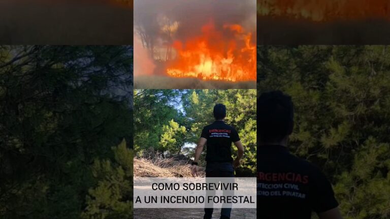 ley 81 1968 de 5 de diciembre sobre incendios forestales