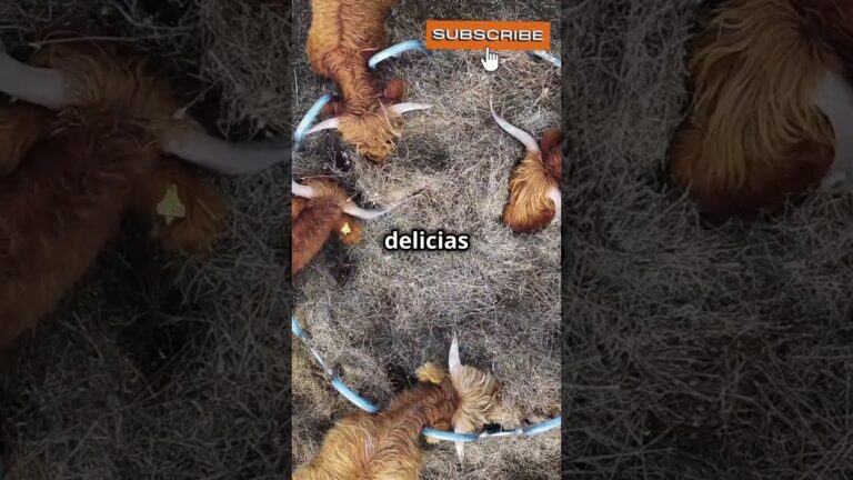 los animales conducidos en manada o en rebaño