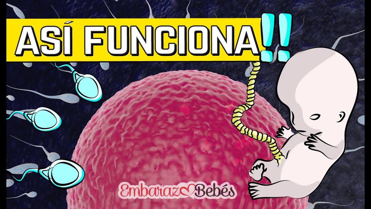 los gametos humanos que participan en la fecundación son