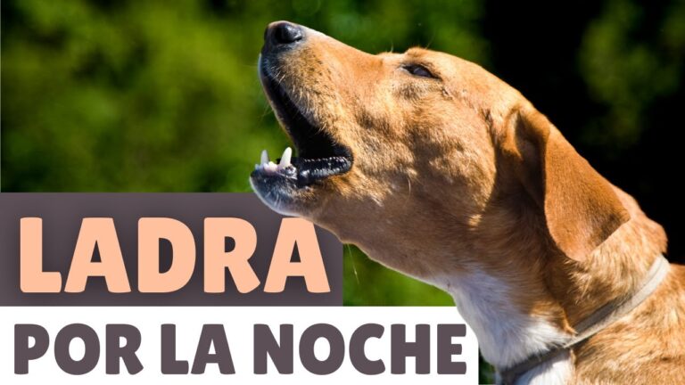 mi perro no para de ladrar por la noche