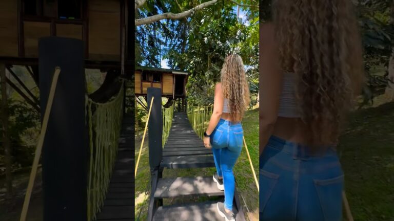 paraje sin arboles en el interior de un bosque