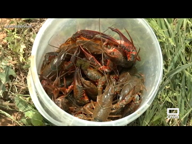 pesca de cangrejo de rio en castilla la mancha