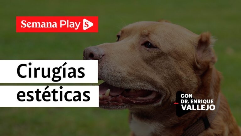 prohibicion de cortar las orejas a los perros