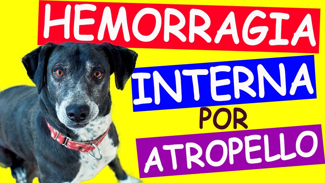 que pasa si mi perro provoca un accidente