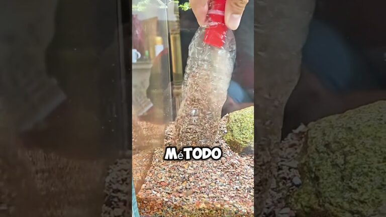 recipiente lleno de agua donde se exhiben los peces