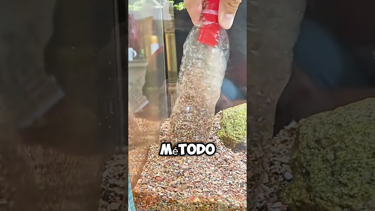 recipiente lleno de agua donde se exhiben los peces