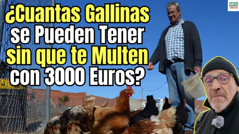 se pueden tener gallinas en el casco urbano