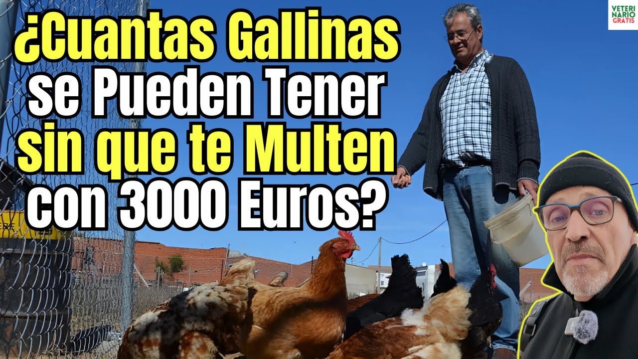 se pueden tener gallinas en el casco urbano