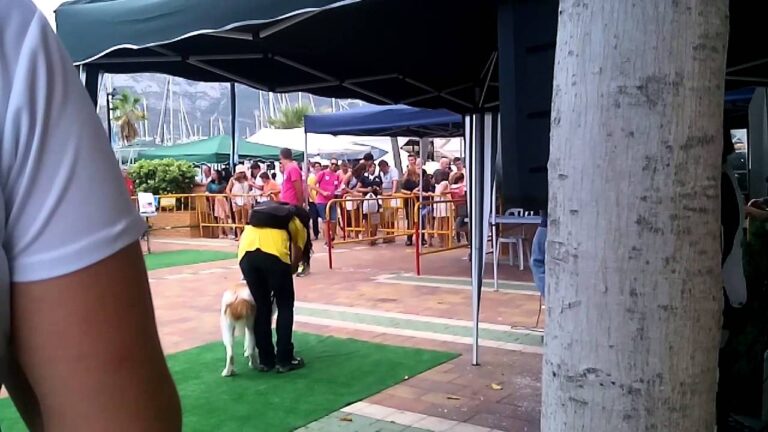 sociedad protectora de animales y plantas de alcoy